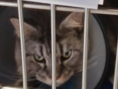 -艾贝尔宠物医院·24H转诊中心·肿瘤猫专科(江宁双龙店)