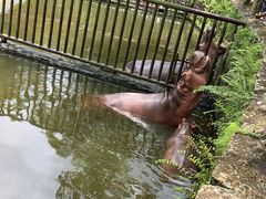 -海南热带野生动植物园