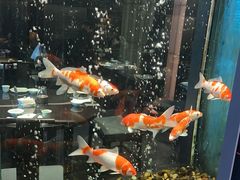 -浩运·海鲜青岛菜·海胆水饺(石老人店)