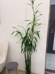 -苗方清颜·祛痘皮肤管理