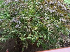 -故乡缘·香格里拉山庄(冷竹路店)