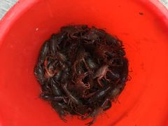 -同銮特种养殖场·龙虾垂钓
