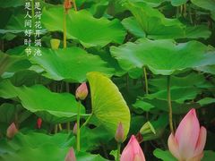 -七桥瓮公园