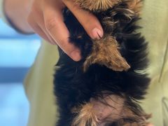 -宠爱多约克夏马尔济斯泰迪小型犬专卖