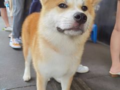 -老黄记手撕烤兔(玉林街店)