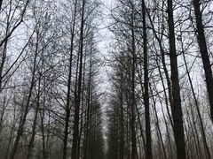 -合肥滨湖国家森林公园