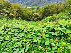 -广州市石门国家森林公园