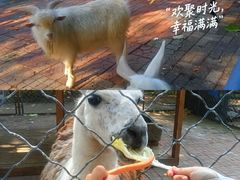 -长白岛森林公园