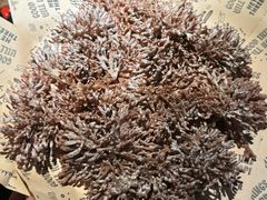 -张翻越·川渝冒菜·武汉黑鸭煲(城北万象城店)