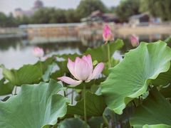 -莲花池公园