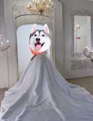 -金夫人婚纱摄影(总店)