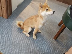 -柴源莊·柴小宠柴犬咖啡