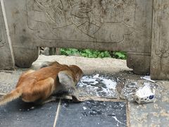-黔灵山公园