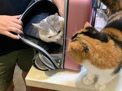 -宠爱国际动物医院· 猫科· 外科·中兽医(长白店)