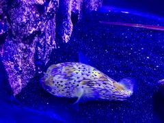 -梦幻海洋王国(吾悦广场张家港店)