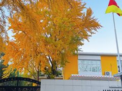 -三里屯东五街银杏大道