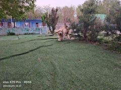 -宠物寄养训练学校