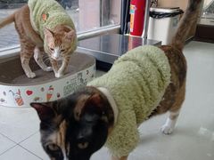 -瑞鹏宠物医院·夜间急症·心超·猫科(祖庙分店)