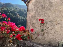 -雁南飞茶田景区