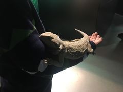 -萌宠奇缘