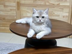 -嘉馨宠物医院·CT影像转诊·心脏科·犬猫全科诊疗中心(下沙大学城院区)