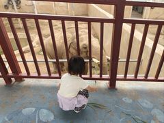 -西霞口神雕山野生动物世界