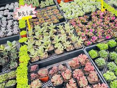 -李村大集