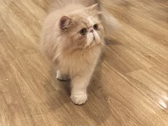 -滚猫咖啡·猫咖·猫友好撸猫(未来城店)