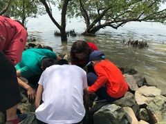 -宝安西湾红树林湿地公园