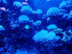 -太平洋海底世界