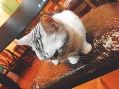 -李小姐の猫咖啡馆(五角场店)