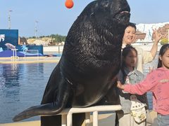 -秦皇岛乐岛海洋王国