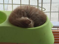 -安安宠医·安宠宠物医院