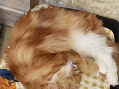 -平行世界·猫咖(首经贸店)