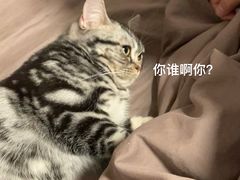 -猫大福·Fortune Cat猫舍(百子湾店)
