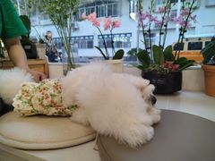 -Gigi Florist·Dk Coffee