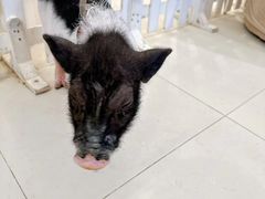 -怪兽屋·羊驼·猫咖·狗咖(俊华广场店)