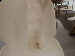 -飞行喵MR PILOT|猫舍·猫咖(静安大融城店)