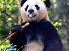 -中国大熊猫保护研究中心雅安碧峰峡基地