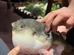 -肆月河豚·淮扬菜·湘菜(华天店)