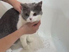 -momokira米努特·德文卷毛猫·棉花面纱犬