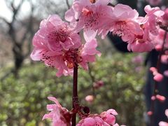 -南京古林公园