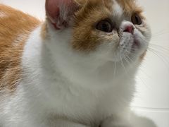 -飞行喵MR PILOT|猫舍·猫咖(静安大融城店)