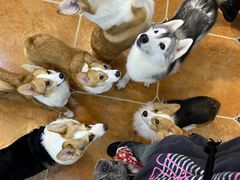 -柯斗斗主题餐厅·狗咖·围炉煮茶·茶饮(国瑞升平里店)