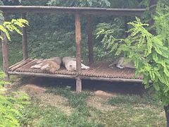 -石家庄市动物园