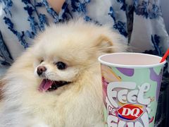 -DQ·蛋糕·冰淇淋(五角场万达店)