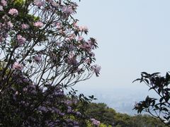 -梧桐山风景名胜区