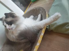 -MOYOYO猫咪咖啡店