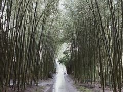 -上海市龙华烈士陵园