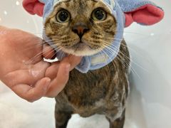 -momokira米努特·德文卷毛猫·棉花面纱犬